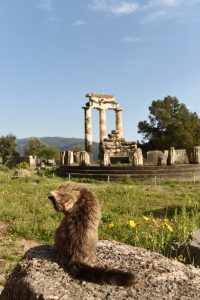 Delphi cat