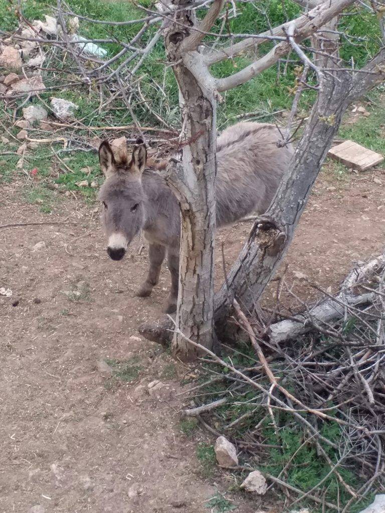 Kostas Koutras' donkey