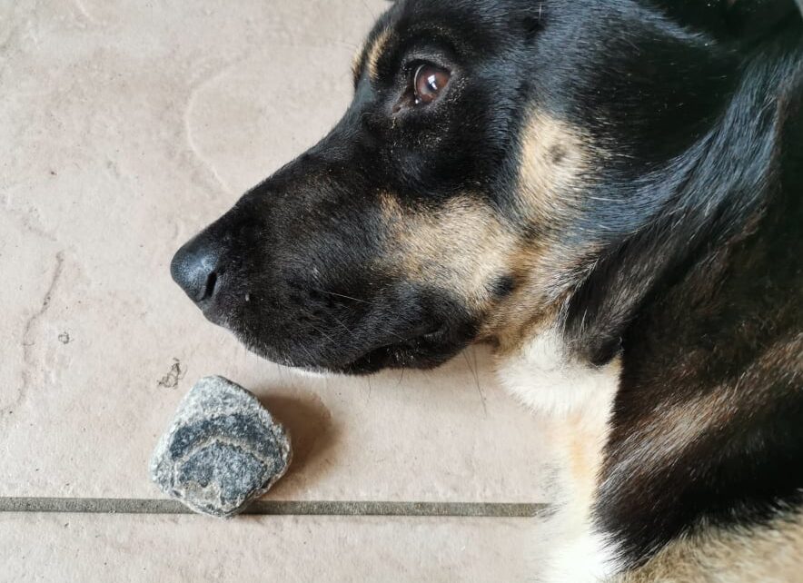 Deka my dog and the eye stone