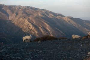 White Mountains sheeps