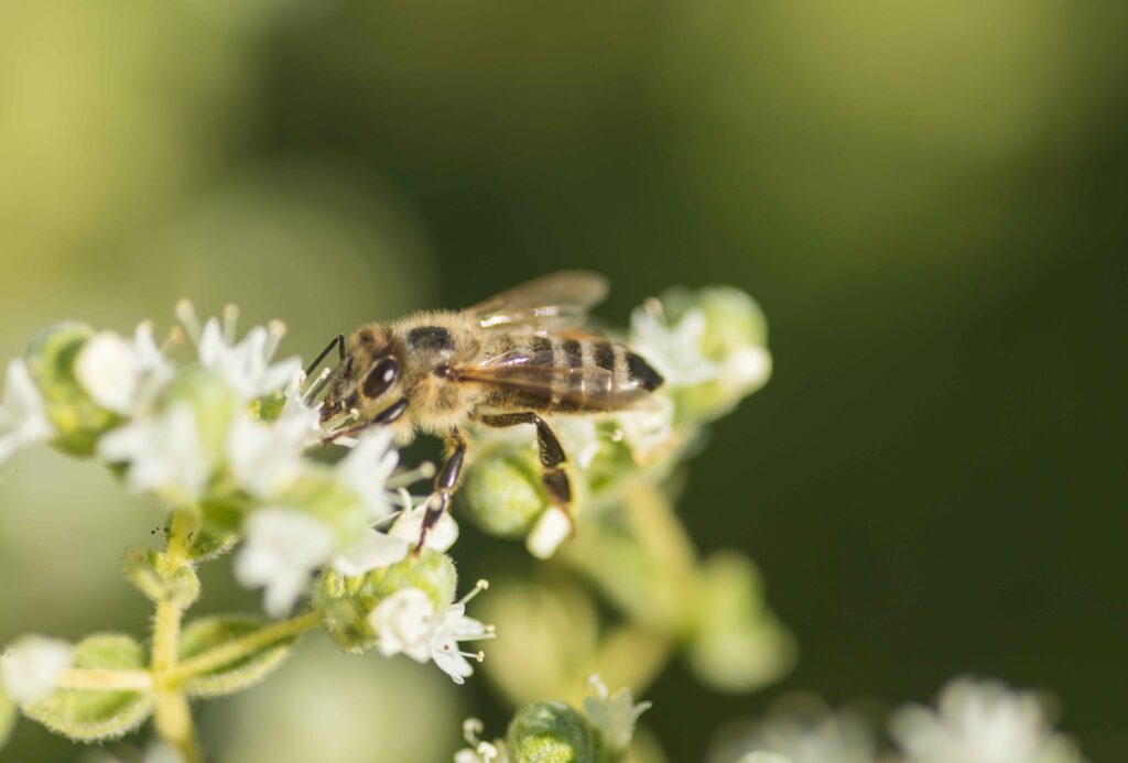 Flower bee regenerative farming