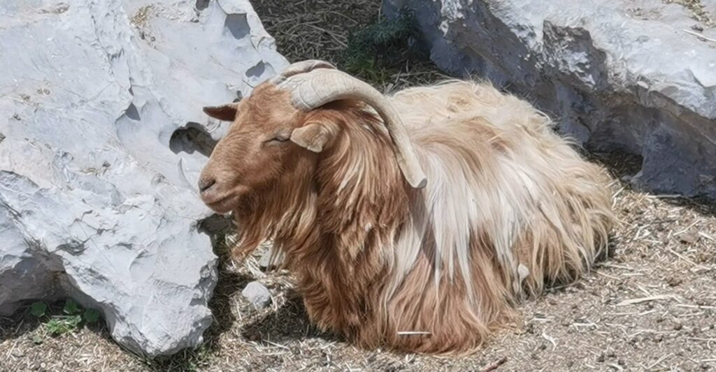 long hair goat Lasinthos Eco Park