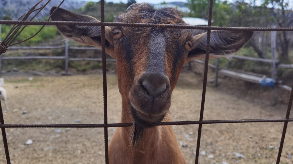 goat Lasinthos Eco Park