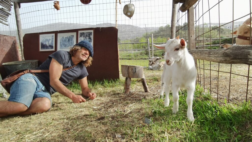 Baby goat Lasinthos Eco Park